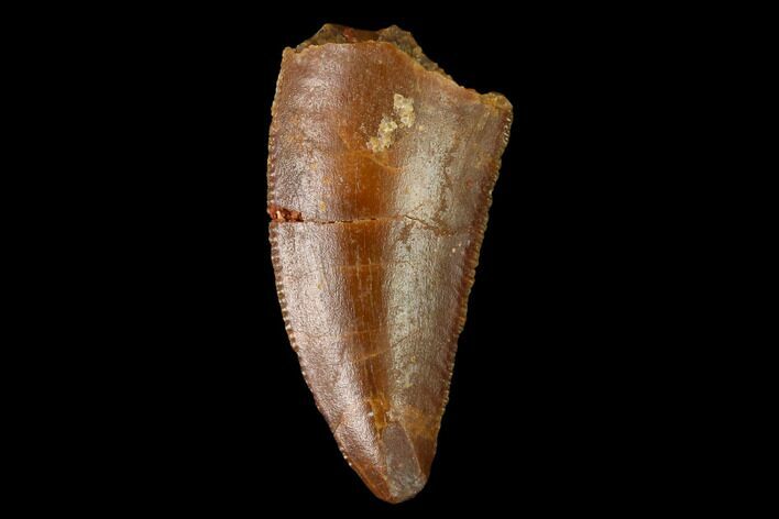 Serrated, Raptor Tooth - Real Dinosaur Tooth #154742